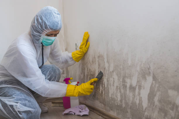 Mold Removal and Inspection in Langley, SC