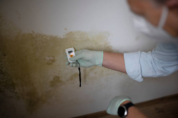 Best Office Mold Removal Services  in Langley, SC
