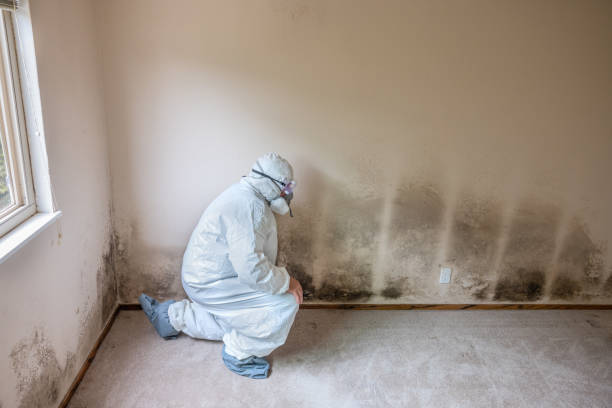 Best Attic Mold Removal  in Langley, SC