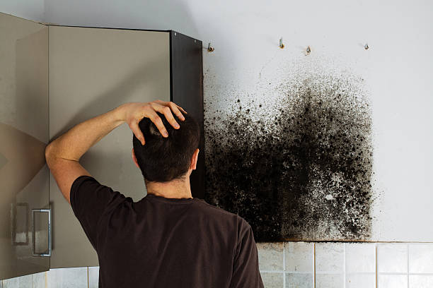 Professional Mold Removal in Langley, SC