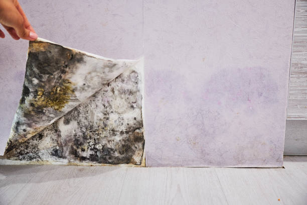 Best Mold Removal and Inspection  in Langley, SC